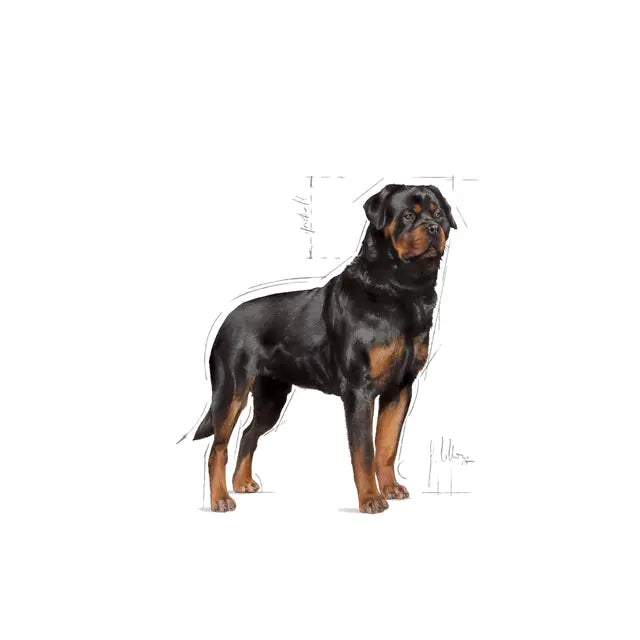 Royal Canin 12kg Rottweiler Adult Dog Food