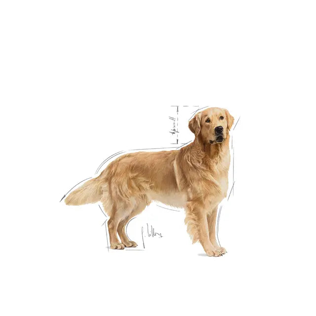 Royal Canin 12kg Golden Retriever Adult Dog Food