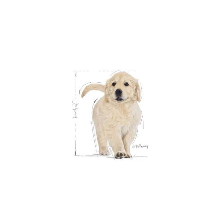 Royal Canin 12kg Golden Retriever Puppy Dog Food