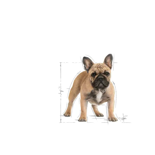 Royal Canin 9kg French Bulldog Adult Dog Food