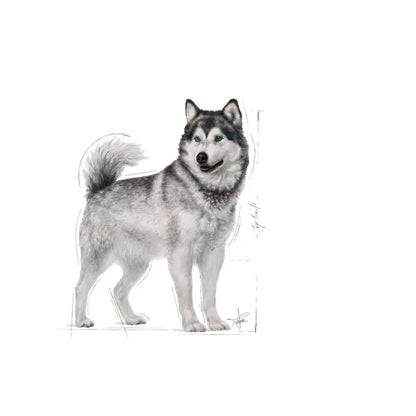 Royal Canin 10kg Maxi Joint Care Dog Food