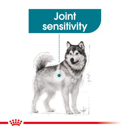 Royal Canin 10kg Maxi Joint Care Dog Food