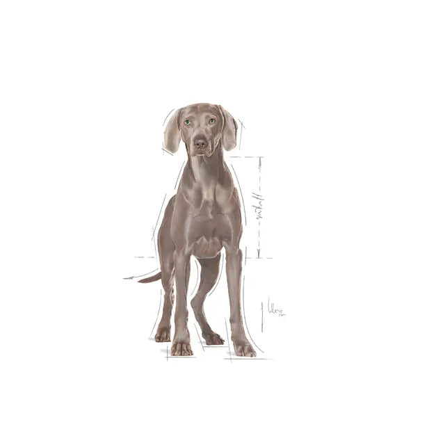Royal Canin 3kg Maxi Relax Care Dog Food