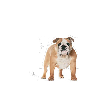 Royal Canin 12kg Bulldog Adult Dog Food