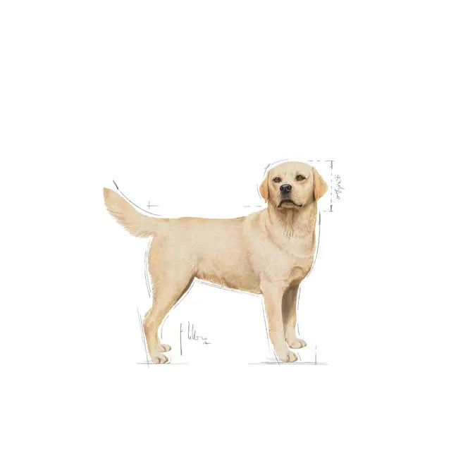 Royal Canin 12kg Labrador Retriever Adult Dog Food