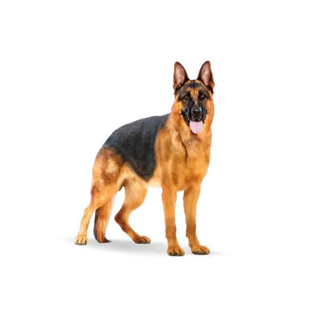 Royal Canin 15kg Maxi Adult Dog Food