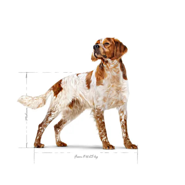 Royal Canin 15kg Medium Adult Dog Food