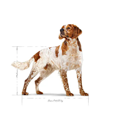 Royal Canin 15kg Medium Adult Dog Food