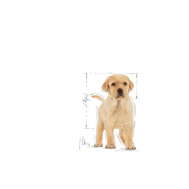 Royal Canin 12kg Labrador Retriever Puppy Dog Food
