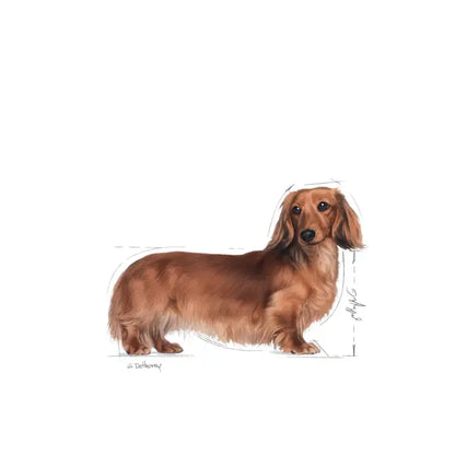 Royal Canin 85g Dachshund Loaf Adult Dog Food